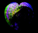 dark remnant of an iridescent fractal heart