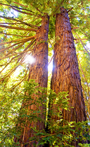 two Redwood Trees backlit